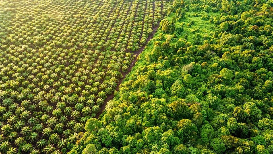 AXA IM verscherpt palmoliebeleid om ecosystemen te beschermen en ontbossing te bestrijden.